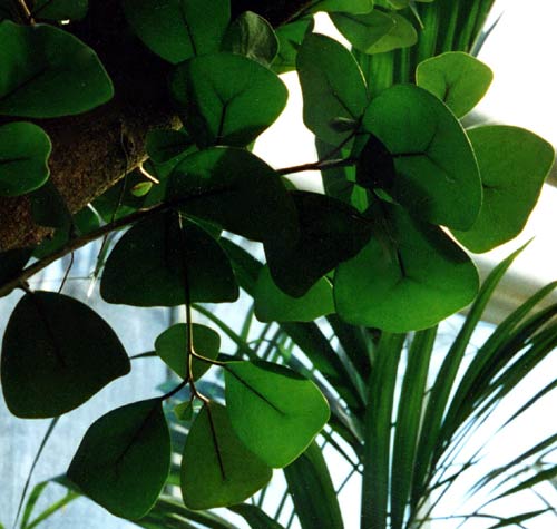 Mas Cotek,mistletoe fig
